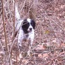 PurdueForester's profile picture. Bird hunting, English setters, Purdue Grad and Fan, Forestry, Basketball