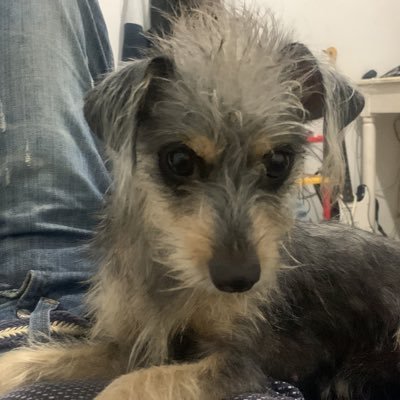 Soph_css's profile picture. content creator