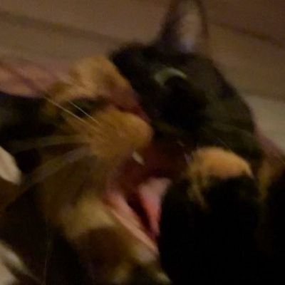 The Flying Cat (Balkan Edition) Profile