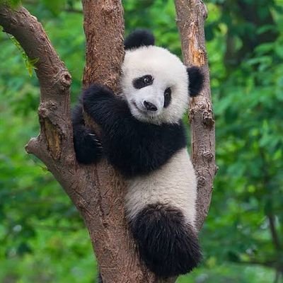 น้องไอซ์ 冰乐~🌟さんのプロフィール画像