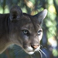 DemEnvironCaucus-FL (@decfl) 's Twitter Profile