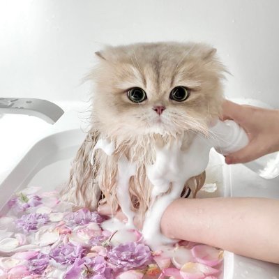 Lavender1032's profile picture. 私は日本の美食、風景、文化がとても好きです。  
日本語を勉強しています。  
そして、旅行で日本に行くことを楽しみにしています。  
日本の友達ができたら嬉しいです。  
もし何か教えてくれたら、とても嬉しいです！