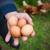 The Owl’s Nest (@the_good_egg1) 's Twitter Profile