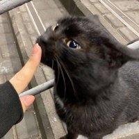 blackcat (@blackca2703857) 's Twitter Profile Photo