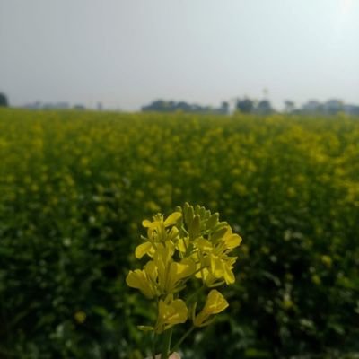 Hsinghk9's profile picture. JAI MAA KARNI...🚩||  A LIFETIME LEARNER || INDIAN || SOCIAL ACTIVIST | RP NOT ENROLLMENT || PERSONAL OPINION ||