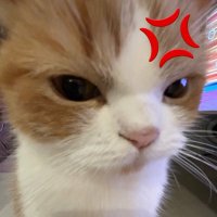 ﾆｬﾝ (@_rui07) 's Twitter Profile