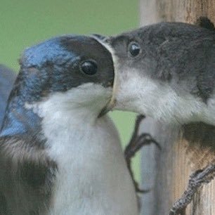 Febraal's profile picture. bruh