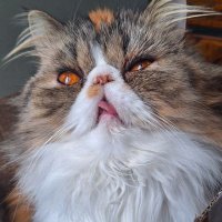 bao (@baotheglutton) 's Twitter Profile