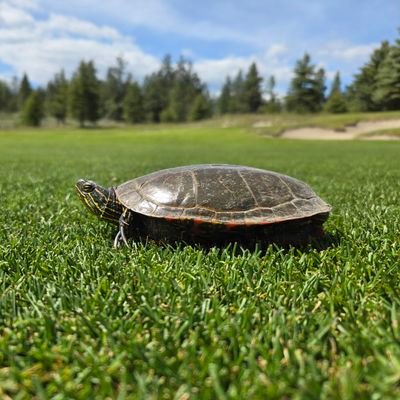 DarkUncleGolf's profile picture. 