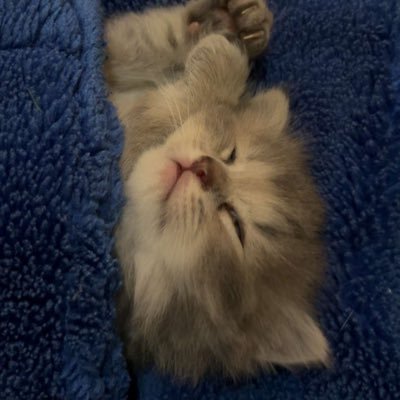 kitluvv's profile picture. 🌧️
