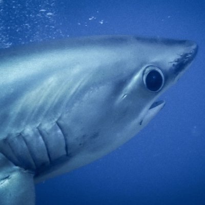 jedhoop's profile picture. 