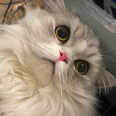 TokyoMumYuko's profile picture. Based in Tokyo / Mum & curious mind / Former Londoner