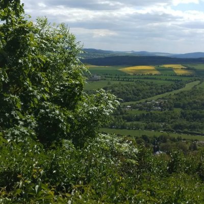 TigerlandTlc's profile picture. 