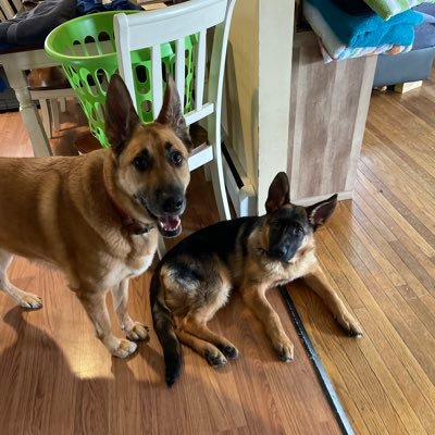 BossLadyYoda's profile picture. Life is good.