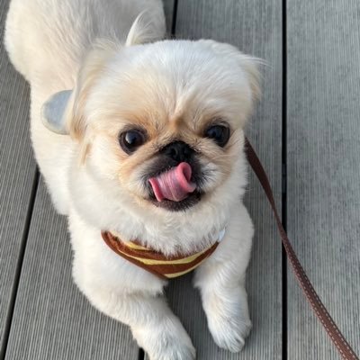 nzi_ma's profile picture. 犬大好き！LIVE大好き！Da-iCE、claquepot. 向井太一 eillちゃん💕