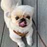 nzi_ma's profile picture. 犬大好き！LIVE大好き！Da-iCE、claquepot. 向井太一 eillちゃん💕