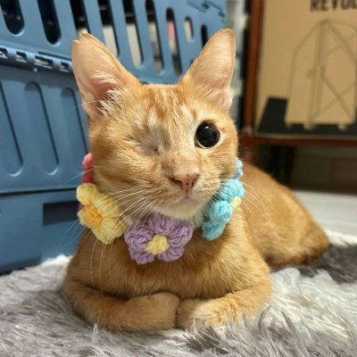 jamie 🌻🐝さんのプロフィール画像