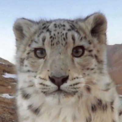 Dat_Inteligance's profile picture. 🔞minors, GET THE FUCK OUT
stupid horny fucking animal (me)
reposter of the vilest shit done by mankind