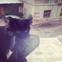 august griffin (@garfieldlvr111) 's Twitter Profile