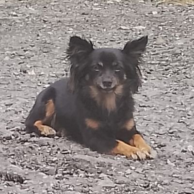 Rolo, profe, estudioso de geografías y montañas, fan de Mapaches, Suricatos, Perritos y guía de turismo 💙💚