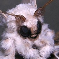 GothMoth2020 (@gothmoth2020) 's Twitter Profile