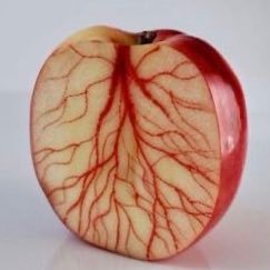 organPEEN's profile picture. 🔞 suggestive nsfw and gore liek organs n stuff cool 👍👍 20 || banner by