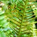 SunCoastGreens (@scgplantsonline) Twitter profile photo SunCoastGreens (@scgplantsonline) Twitter profile photo
