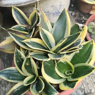 bozzchavz's profile picture. Just a simple person