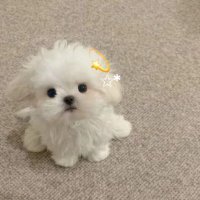 🐾︎︎⟡¨̮ (@1n__ho0) 's Twitter Profile