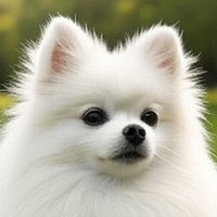 シェン (@shen_ark) 's Twitter Profile Photo