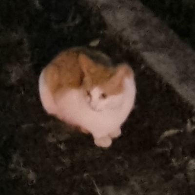 화이팅