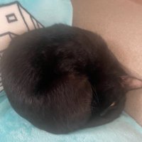 Mamacat🐈⬛ (@sabaplatwoangle) 's Twitter Profile