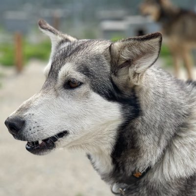AlaskanNative95's profile picture. Peace Advocate