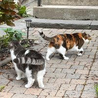 cat naps (@catnaps16) 's Twitter Profile