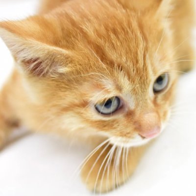 niihamatotoro3's profile picture. 自然の豊かな愛媛県新居浜(にいはま)市在住。家庭連合の信者。読書が好きで環境問題にも関心があります。