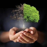 Nature With beauty (@nature_wit) 's Twitter Profile