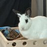 aspiration891's profile picture. Vegan for the animals. IT Nerd. Gamer. Bunny dad 🐇 (3 rabbit companions)