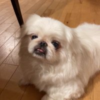 toyzap (@toyzap67547) Twitter profile photo