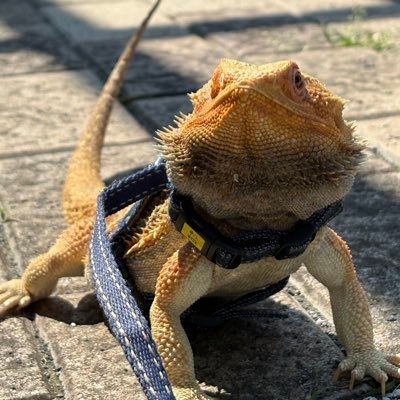 息子1人👶美容部員しつつ息子とポケモン三昧。たくさんの爬虫類両生類と一緒に暮らしてます🐸🦎息子小学生ダンスレッスン奮闘中。親子でスノ担⛄️推し(💛、息子💗🤍💛)