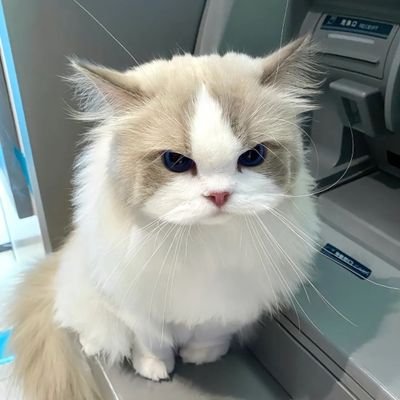 Ssaarriinna2003's profile picture. 