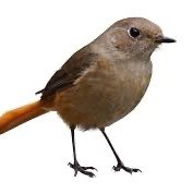 The Early Bird(s) (@willgettheworm) 's Twitter Profile