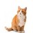 koceng_oreng's profile image