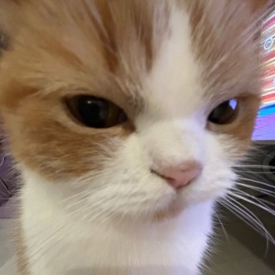 helen1797627674's profile picture. (23)/153㎝/猫すきすぎ/🤍🐈