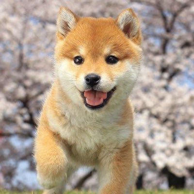 参政党支持🍊LGBT法可決やメディアのあからさまな偏向報道により日本の異変にようやく気が付き、参政党の存在を知りました。いずれ子どもを生みたいと思っている日本人です。そのためにも日本の未来を守りたい🎌