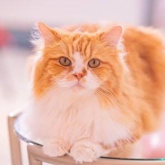 0PTic7oY2L30700's profile picture. 自分からはあまり発信しない