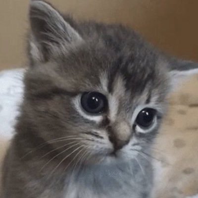 uSphinx's profile picture. @selly_ow @Rumaaaaaaad @shu_overwatch 💩王@naochiiiii_GiN