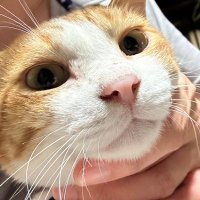 🦄ゴン🐈ポン🐈‍⬛ゴロ🐾 (@ponta913315) 's Twitter Profile Photo