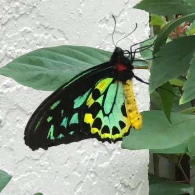 awesome132187's profile picture. 