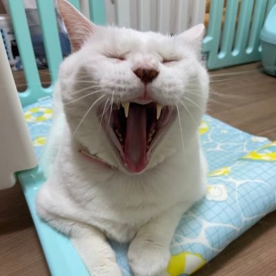 猫屋敷に住んでいる30代!ネットワークエンジニアを目指してます。最近CCNA合格しました!IT業界5年目!転職活動中です!いつかフルリモート勤務になるのを夢みていますw