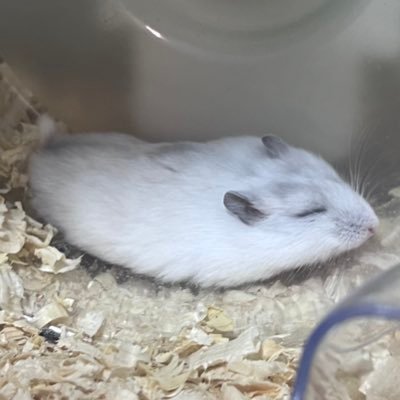 nanashi_og's profile picture. 特に意味はなし